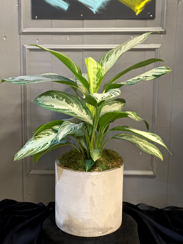 Aglaonema Bitki