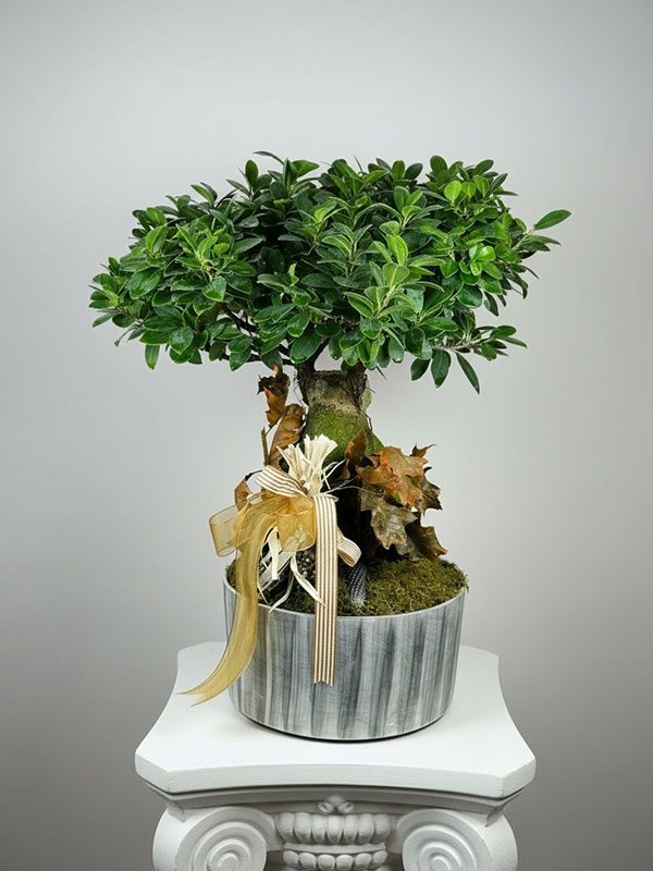 Bonsai ağacı