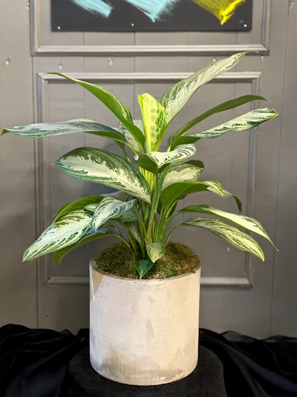 Aglaonema Bitki