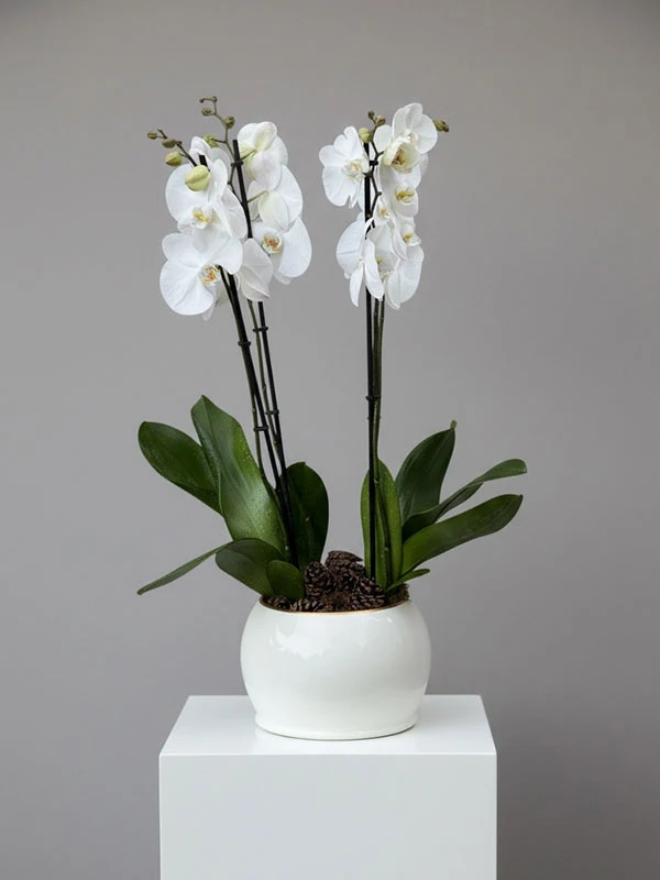 White Lady Orkide