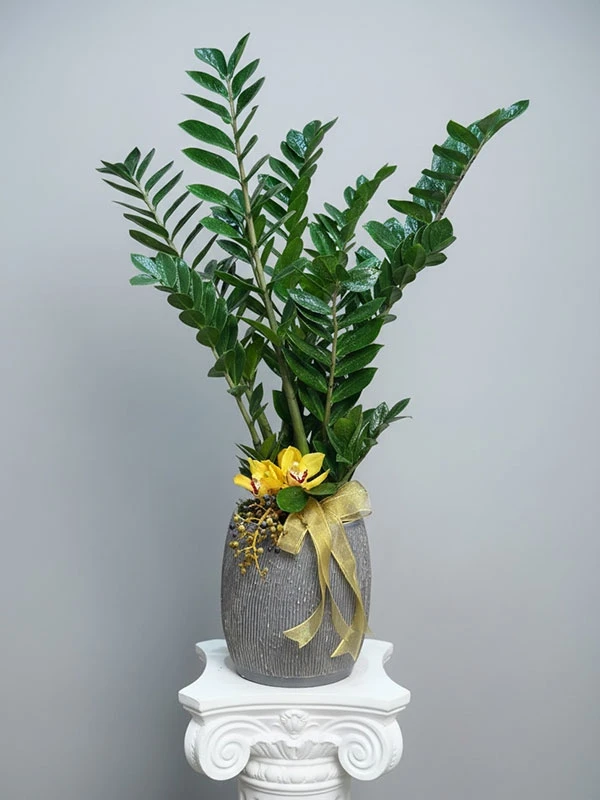 Zamia Çiçeği