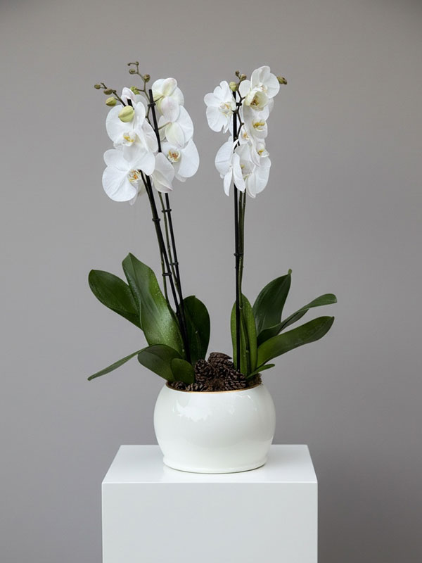 White Lady Orkide