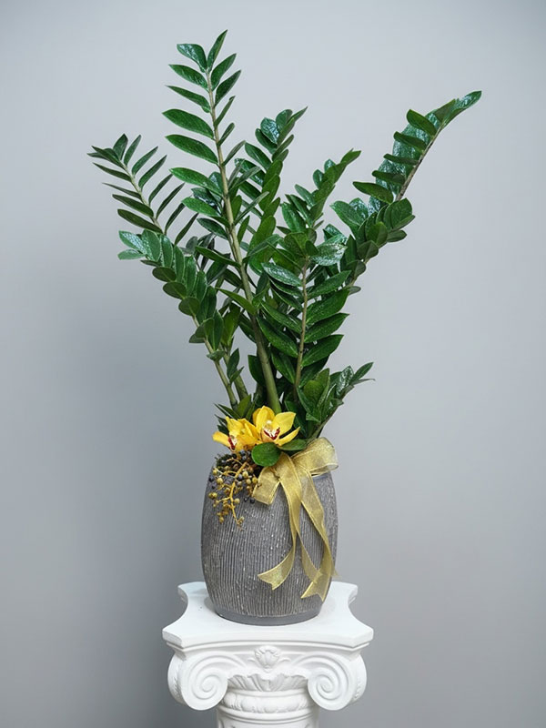 Zamia Çiçeği